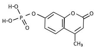 Bio-Synthesis Inc. Oligo Structure